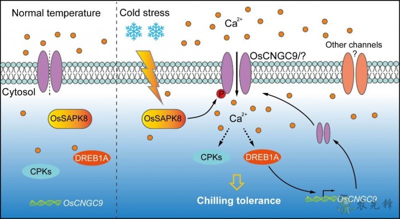 鈣離子通道蛋白激活特殊信號(hào)令水稻耐寒