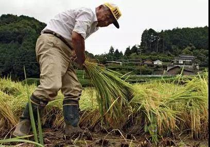 日本農業