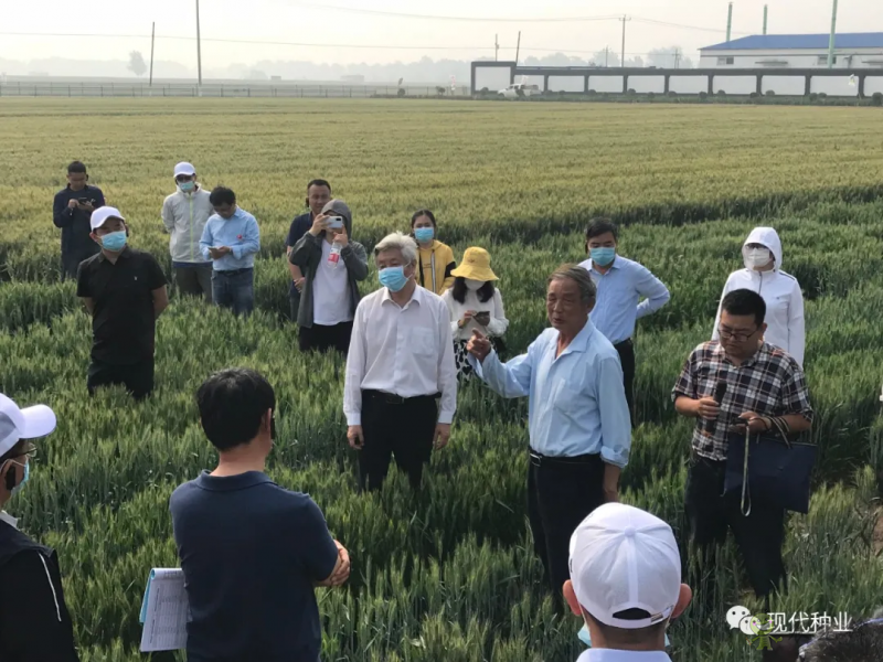 小麥良種攻關獲新進展：不只“節水”一技傍身 更可兼顧優質多抗