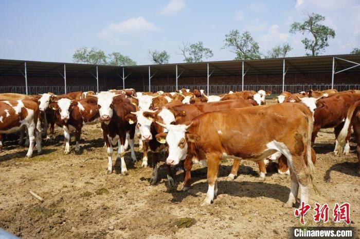 和林格爾縣肉牛養殖基地