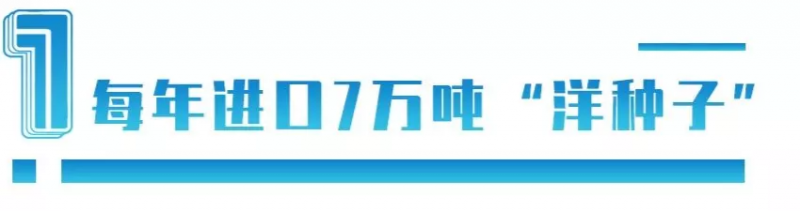 中國每年進(jìn)口7萬噸“洋種子”：14億人的飯碗，能端穩(wěn)嗎？