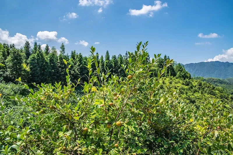 揭開“身世”之謎！我國科學家成功破譯油茶遺傳密碼