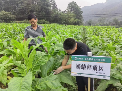 蟲子養出新技術 綠色防治助生產