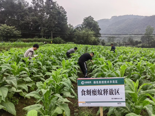 蟲子養出新技術 綠色防治助生產