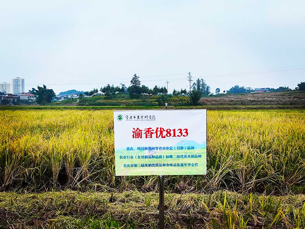 協同提升中稻-再生稻產能 川渝毗鄰地區實現“噸糧田”